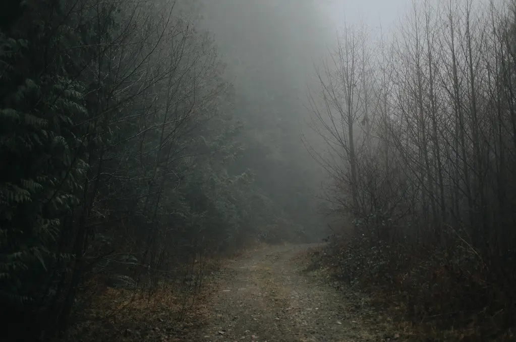 A fog-choked trail disappearing into dark October woods